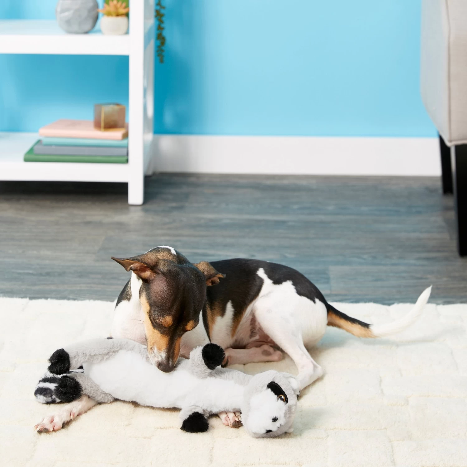 Frisco Raccoon Skinny Plush Squeaky Dog Toy 2 Frisco Raccoon Skinny Plush Squeaky Dog Toy - Image 2