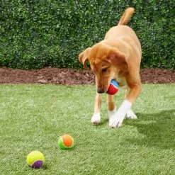 Frisco Fetch Squeaking Colorful Tennis Ball Dog Toy 12 Frisco Fetch Squeaking Colorful Tennis Ball Dog Toy -Frisco 152846 PT6. AC SS1800 V1691776651