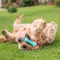 Frisco Fetch Squeaking Colorful Tennis Ball Dog Toy & Playology Scented Dual Layer Bone Dog Toy -Frisco 319022 PT6. AC SS1800 V1630561003