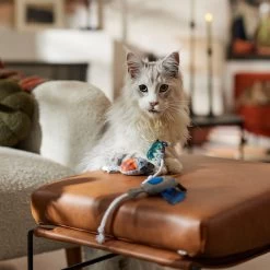 Frisco Halloween Cutie Bats Plush Cat Toy With Catnip 6 Frisco Halloween Cutie Bats Plush Cat Toy With Catnip -Frisco 667990 PT3. AC SS1800 V1689354957